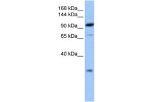 Western Blotting (WB) image for anti-Adaptor-Related Protein Complex 2, beta 1 Subunit (AP2B1) antibody (ABIN2463570) (AP2B1 抗体)