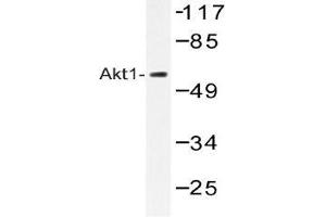 Western blot (WB) analysis of Akt1 antibody in extracts from HepG2 cells. (AKT1 抗体)