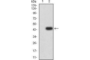 Western blot analysis using CD172A mAb against HEK293 (1) and CD172A (AA: extra 235-373)-hIgGFc transfected HEK293 (2) cell lysate. (SIRPA 抗体  (AA 235-373))