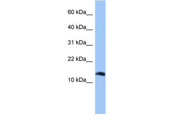 Parathyroid 激素 2 (PTH2) (Middle Region) 抗体