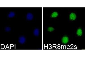 Immunofluorescence (IF) image for anti-Histone 3 (H3) (H3R8me2s) antibody (ABIN1873010) (Histone 3 抗体  (H3R8me2s))