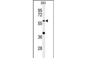 Western blot analysis of CDC45L Antibody (Center) (ABIN653837 and ABIN2843101) in 293 cell line lysates (35 μg/lane). (CDC45 抗体  (AA 236-263))