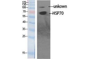Western Blot (WB) analysis of specific cells using HSP70 Polyclonal Antibody. (HSP70 抗体  (Internal Region))