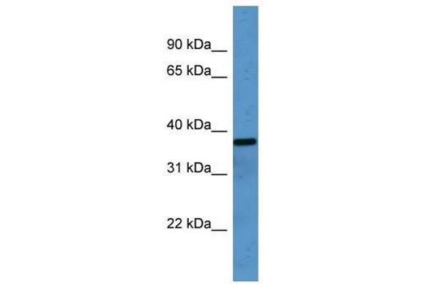 OR2H1 抗体  (C-Term)