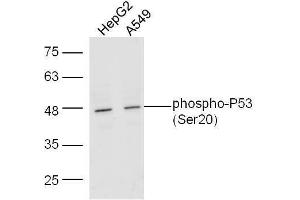 Lane 1: Human HepG2 lysates; Lane 2: Human A549 lysates probed with Rabbit Anti-P53(Ser20) Polyclonal Antibody, Unconjugated  at 1:5000 for 90 min at 37˚C. (p53 抗体  (pSer20))