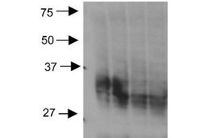 Western Blotting (WB) image for anti-Aquaporin 3 (Gill Blood Group) (AQP3) (C-Term) antibody (ABIN6656926)