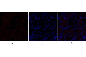 Immunofluorescence analysis of mouse kidney tissue. (Lamin B1 抗体  (N-Term))