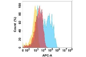 protein is highly expressed on the surface of Expi293 cell membrane. (CCR6 抗体)