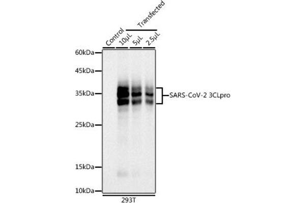 SARS-Coronavirus Nonstructural Protein 8 (SARS-CoV NSP8) 抗体