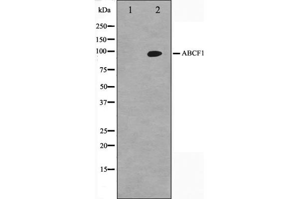 ABCF1 抗体  (C-Term)