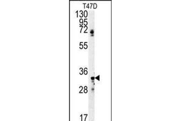 SIAH2 抗体  (AA 216-244)