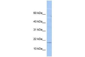 LOC652618 antibody used at 1 ug/ml to detect target protein. (LOC652618 抗体  (N-Term))