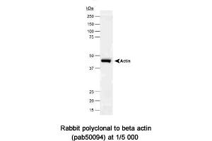 Image no. 1 for anti-Actin, beta (ACTB) (N-Term) antibody (ABIN363403) (beta Actin 抗体  (N-Term))