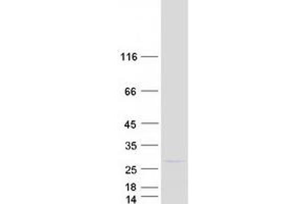 PEX11G Protein (Myc-DYKDDDDK Tag)