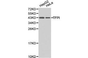 Western Blotting (WB) image for anti-Tissue Factor Pathway Inhibitor (Lipoprotein-Associated Coagulation Inhibitor) (TFPI) antibody (ABIN1875071) (TFPI 抗体)