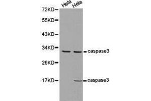 Western Blotting (WB) image for anti-Caspase 3 (CASP3) antibody (ABIN1871462) (Caspase 3 抗体)