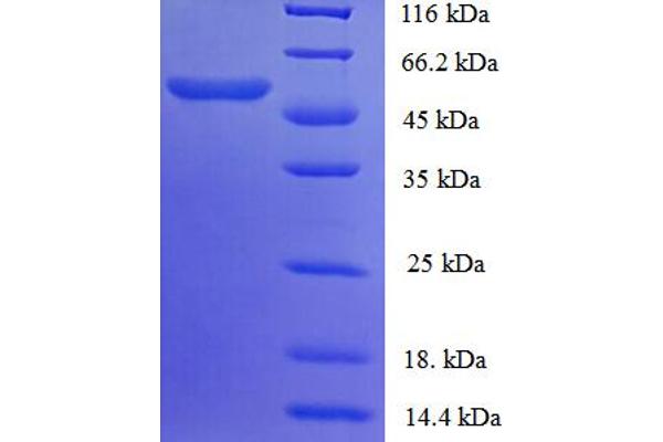 SMG7 Protein (AA 19-550, partial)