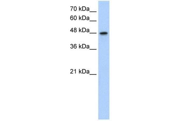 MAT1A 抗体  (N-Term)