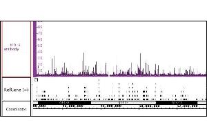 ETS-1 antibody (pAb) tested by ChIP-Seq. (ETS1 抗体  (C-Term))