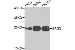 Western blot analysis of extracts of various cells, using BAG2 antibody. (BAG2 抗体)