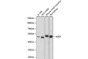 Western blot analysis of extracts of various cell lines, using AGER antibody (ABIN3021947, ABIN3021948, ABIN1512545 and ABIN6218132) at 1:1000 dilution. (RAGE 抗体  (AA 30-330))