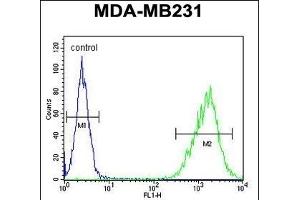 TAZ Antibody (N-term) (ABIN652751 and ABIN2842495) flow cytometric analysis of MDA-M cells (right histogram) compared to a negative control cell (left histogram). (TAZ 抗体  (N-Term))