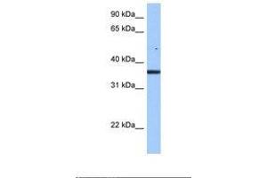 Image no. 1 for anti-Family with Sequence Similarity 153, Member B (FAM153B) (AA 254-303) antibody (ABIN6739350) (FAM153B 抗体  (AA 254-303))