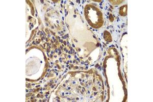 Immunohistochemistry of paraffin-embedded human kidney using NME2 antibody. (NME2 抗体  (AA 1-152))