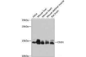 Western blot analysis of extracts of various cell lines using CISD1 Polyclonal Antibody at dilution of 1:1000. (CISD1 抗体)