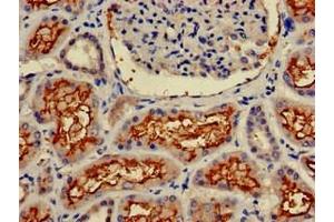 Immunohistochemistry of paraffin-embedded human kidney tissue using ABIN7144005 at dilution of 1:100 (CD13 抗体  (AA 34-219))