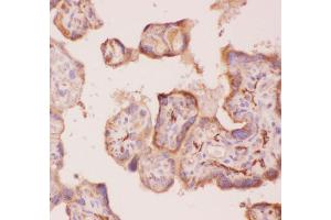 Anti-Angiopoietin 2 Picoband antibody,  IHC(P): Human Placenta Tissue (Angiopoietin 2 抗体  (AA 19-348))