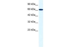 Western Blotting (WB) image for anti-Zinc Finger Protein 266 (ZNF266) antibody (ABIN2461219) (ZNF266 抗体)