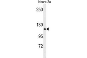 Western Blotting (WB) image for anti-Arginine-Glutamic Acid Dipeptide (RE) Repeats (RERE) antibody (ABIN3004391) (RERE 抗体)