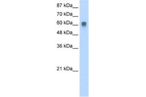 Western Blotting (WB) image for anti-ZFP91 Zinc Finger Protein (ZFP91) antibody (ABIN2461292) (ZFP91 抗体)