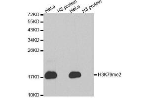 Western blot analysis of extracts of various cell lines, using DiMethyl-Histone H3-K79 antibody. (Histone 3 抗体  (H3K9me2))