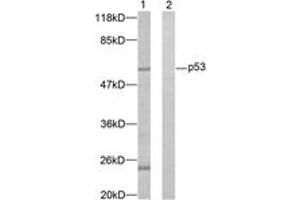 Western blot analysis of extracts from K562 cells, using p53 (Ab-37) Antibody. (p53 抗体  (AA 11-60))