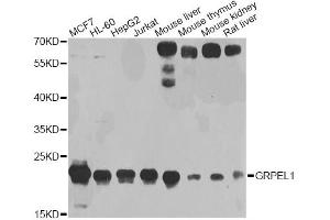 Western blot analysis of extracts of various cell lines, using GRPEL1 antibody (ABIN1876249) at 1:1000 dilution. (GRPEL1 抗体)