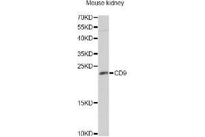 Western blot analysis of extracts of mouse kidney, using CD9 Antibody (ABIN1871662) at 1:1000 dilution. (CD9 抗体)