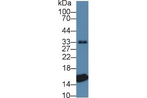 Western blot analysis of Pig Heart lysate, using Pig TTR Antibody (1 µg/ml) and HRP-conjugated Goat Anti-Rabbit antibody ( (TTR 抗体  (AA 21-150))