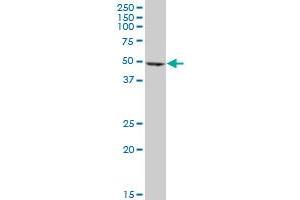 Western Blotting (WB) image for anti-Eukaryotic Translation Elongation Factor 1 gamma (EEF1G) (AA 1-437) antibody (ABIN560696)