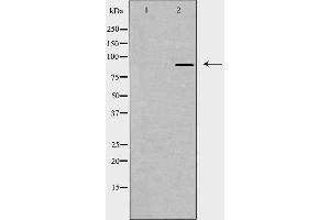 Western blot analysis of extracts from HT-29 cells, using CAGE1 antibody. (CAGE1 抗体  (C-Term))