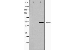 Western blot analysis of EFEMP2 expression in 3T3 cells,The lane on the left is treated with the antigen-specific peptide. (FBLN4 抗体  (Internal Region))