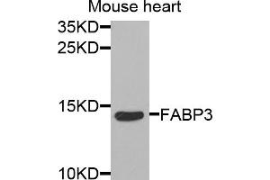 Western blot analysis of extracts of mouse heart, using FABP3 antibody (ABIN5973057) at 1/1000 dilution. (FABP3 抗体)