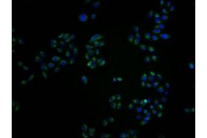 Immunofluorescence staining of Hela cells with ABIN7161163 at 1:100, counter-stained with DAPI. (MME 抗体  (AA 386-617))