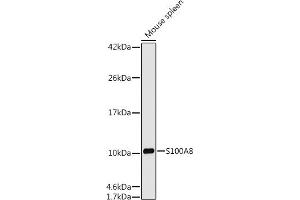 Western blot analysis of extracts of Mouse spleen cells, using S100 antibody (ABIN7270128) at 1:1000 dilution. (S100A8 抗体)