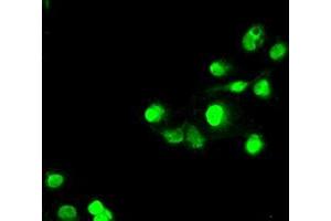 Immunofluorescence (IF) image for anti-SATB Homeobox 1 (SATB1) antibody (ABIN1500812) (SATB1 抗体)