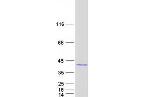 EXOSC8 Protein (Myc-DYKDDDDK Tag)