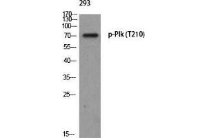 Western Blot (WB) analysis of 293 using p-Plk (T210) antibody. (PLK1 抗体  (pThr210))
