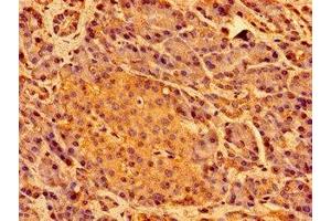 Immunohistochemistry of paraffin-embedded human pancreatic tissue using ABIN7169441 at dilution of 1:100 (SHE 抗体  (AA 2-162))