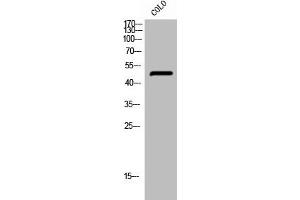 Western Blot analysis of COLO cells using Phospho-PTP1B (S50) Polyclonal Antibody (PTPN1 抗体  (pSer50))